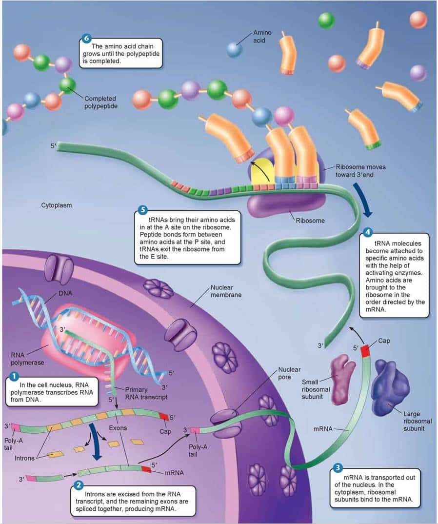 Figure 12.11. How protein synthesis works in eukaryotes.