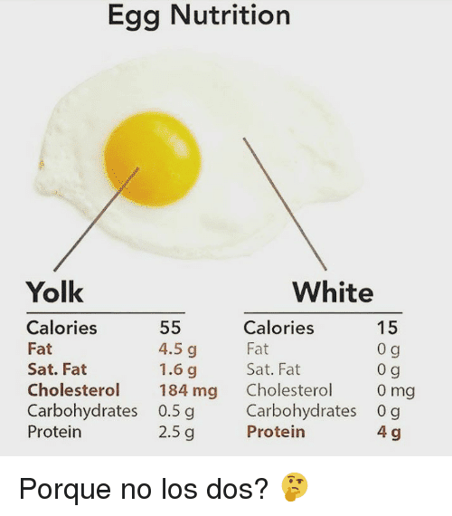 How Much Protein In An Xl Egg