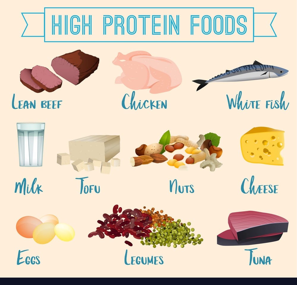 HOW PROTEIN INTAKE HELP WITH FAT LOSS
