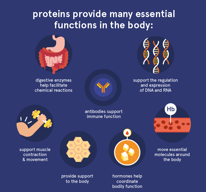 What are Proteins and What is Their Function in the Body?