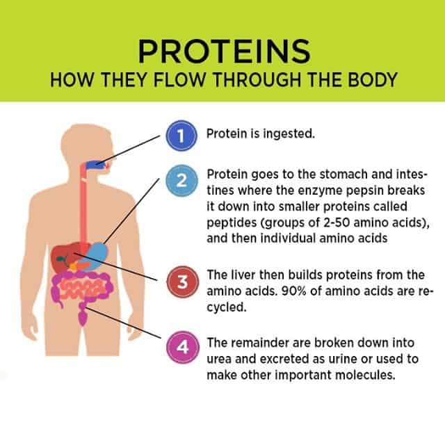What Do Proteins Do In The Human Body